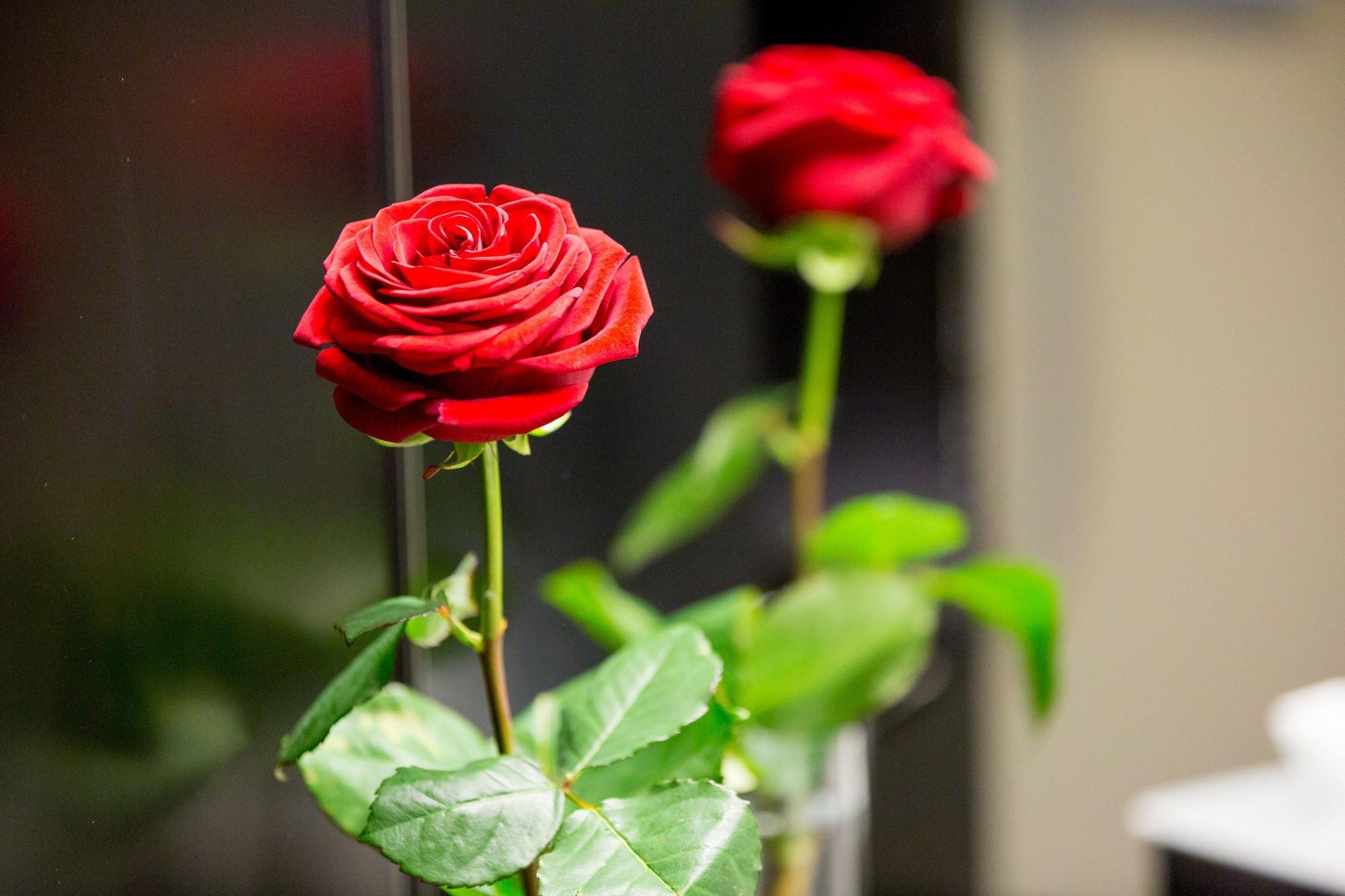 Dasbreitehotel Am Rhein Basel Ngoại thất bức ảnh